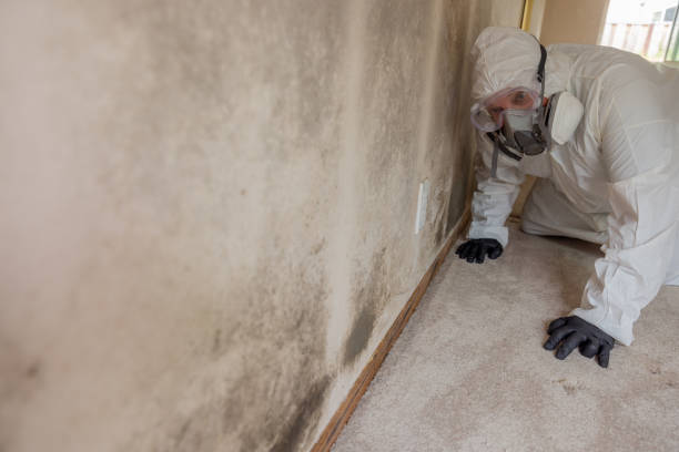 Why You Should Choose Our Mold Remediation Services in French Camp, CA